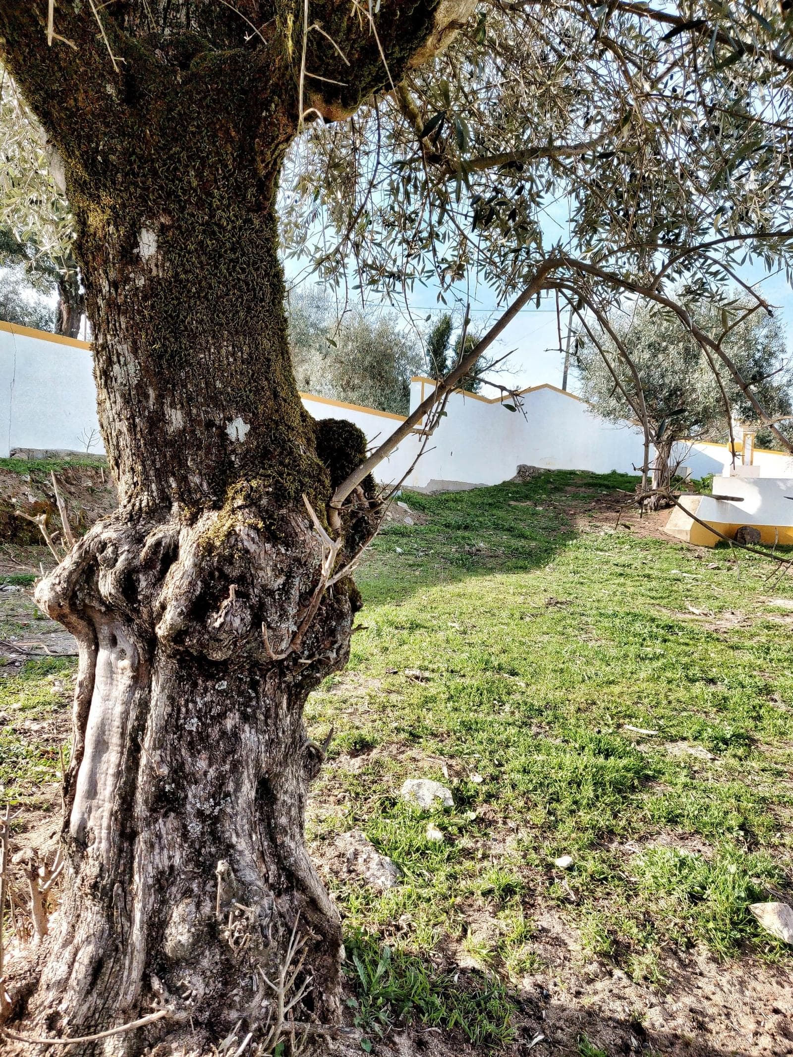 Herdade 10.0 ha, Penha, Portalegre - Imagem 45
