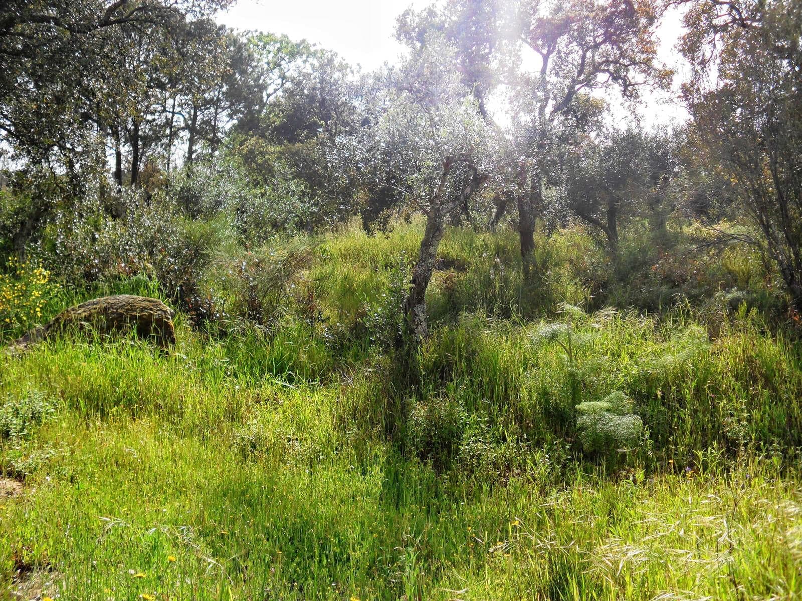 Herdade 10.0 ha, Penha, Portalegre - Imagem 47