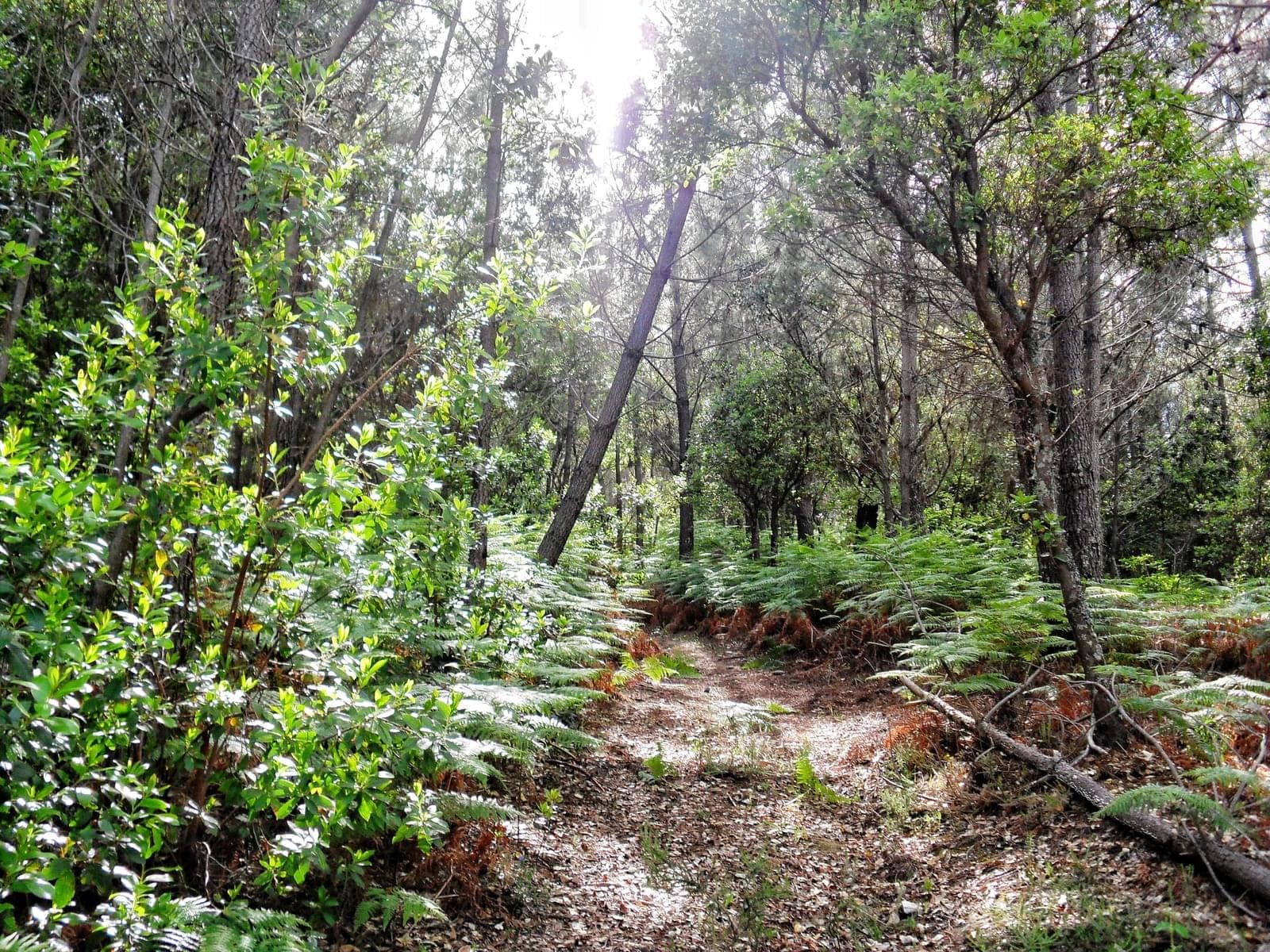 Herdade 10.0 ha, Penha, Portalegre - Imagem 43