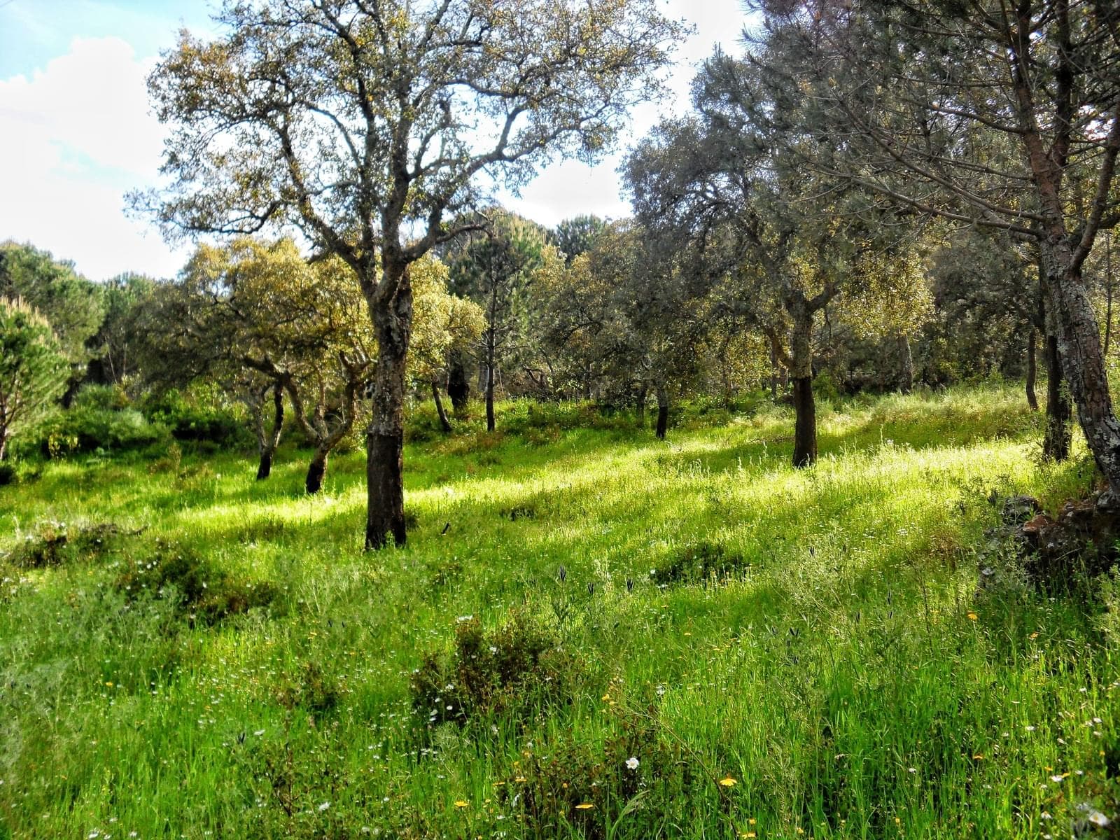 Herdade 10.0 ha, Penha, Portalegre - Imagem 41
