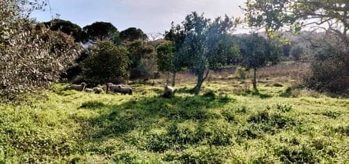 PF27346 - Homestead 10.0 ha, Penha, Portalegre - Image 50