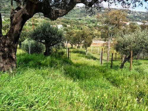 PF27346 - Homestead 10.0 ha, Penha, Portalegre - Image 46