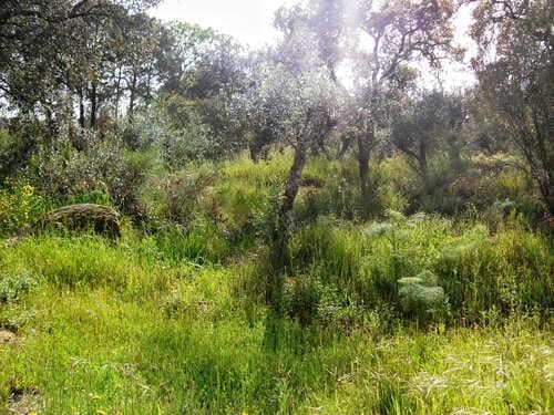 PF27346 - Homestead 10.0 ha, Penha, Portalegre - Image 47
