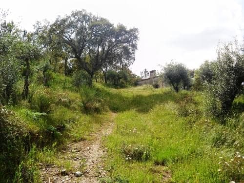 PF27346 - Homestead 10.0 ha, Penha, Portalegre - Image 39