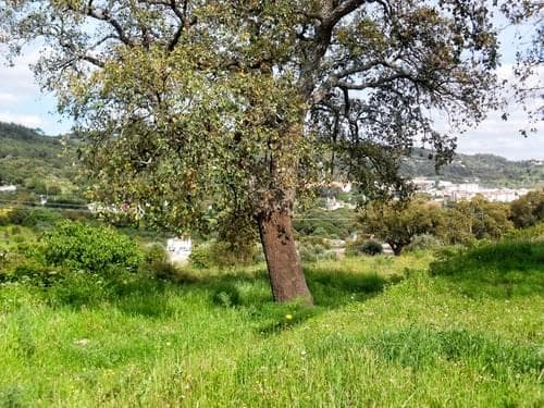 PF27346 - Homestead 10.0 ha, Penha, Portalegre - Image 42