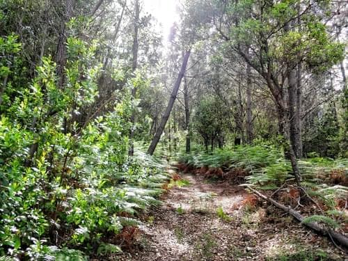 PF27346 - Homestead 10.0 ha, Penha, Portalegre - Image 43