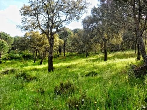 PF27346 - Homestead 10.0 ha, Penha, Portalegre - Image 41