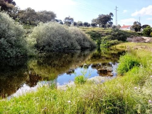 PF27346 - Homestead 10.0 ha, Penha, Portalegre - Image 36