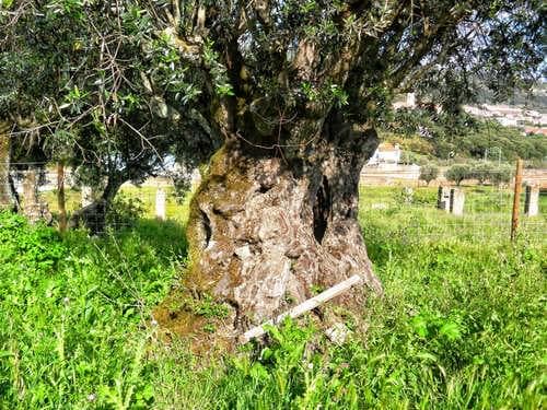 PF27346 - Homestead 10.0 ha, Penha, Portalegre - Image 49