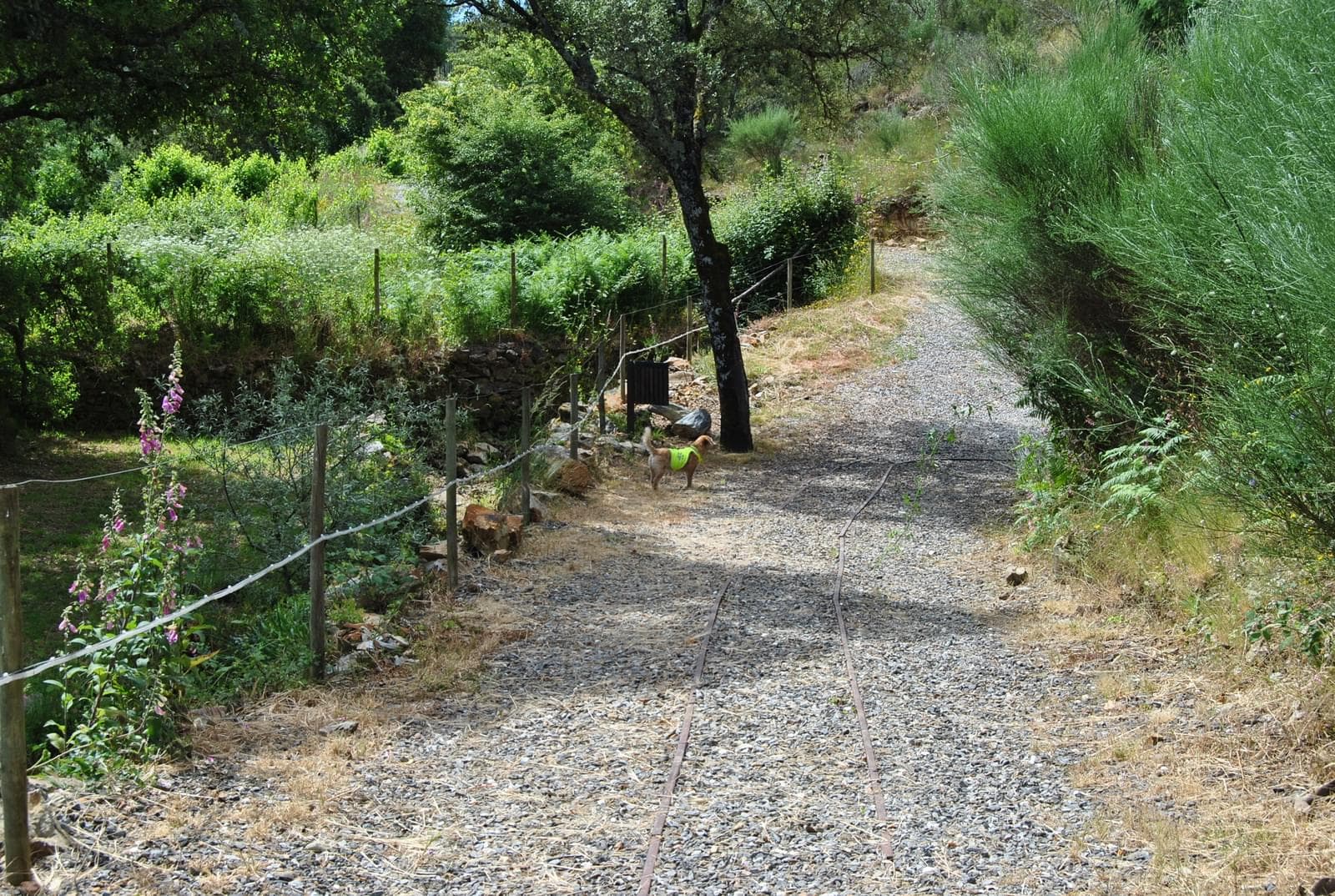 Quinta 5.3 ha, Covilhã - Imagem 70