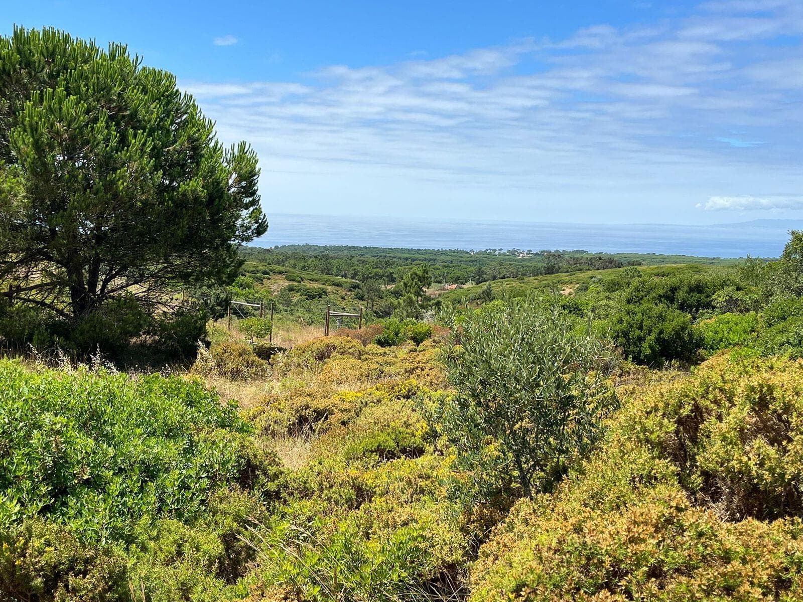 Terreno Misto 1.6 ha, Sesimbra - Imagem 4