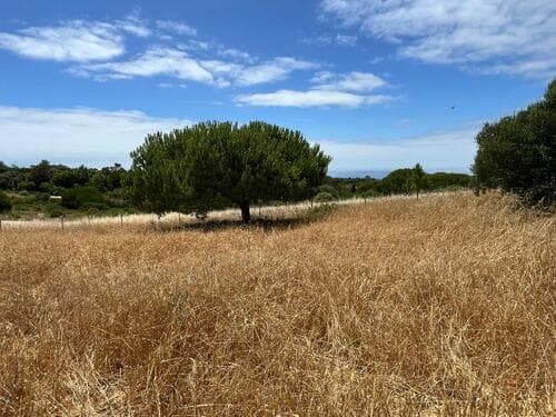 PF37193 - Terrain mixte 1.6 ha, Sesimbra - Image 9