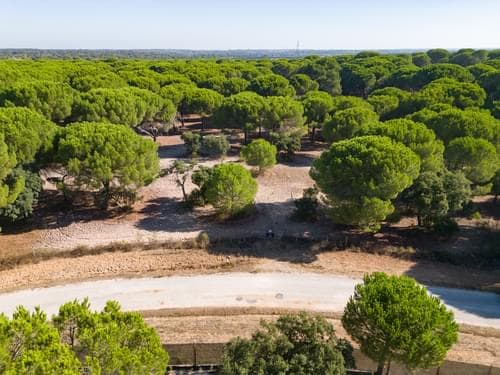 PF37980 - Terrain 2.6 ha, Santo Estevão, Benavente - Image 6