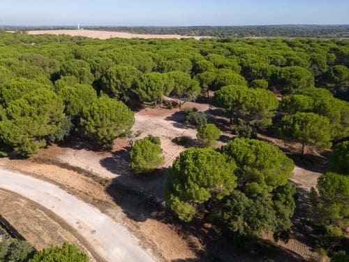 PF37980 - Terrain 2.6 ha, Santo Estevão, Benavente - Image 8