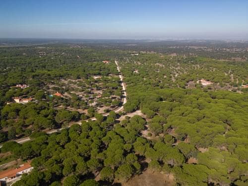 PF37980 - Terrain 2.6 ha, Santo Estevão, Benavente - Image 5