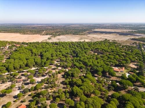 PF37980 - Terrain 2.6 ha, Santo Estevão, Benavente - Image 19