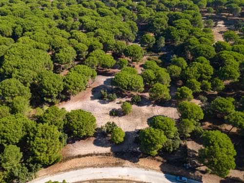 PF37980 - Terrain 2.6 ha, Santo Estevão, Benavente - Image 2