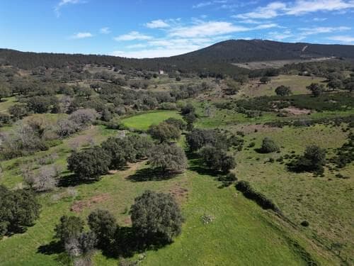 PF40261 - Ferme 103.2 ha, Portalegre - Image 23
