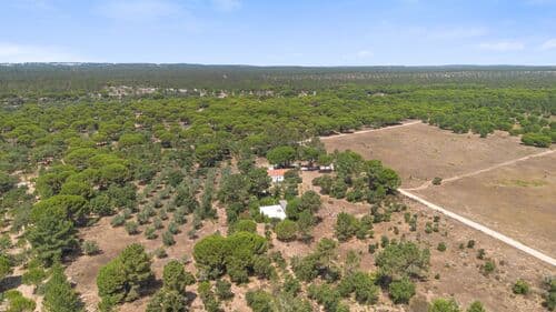 PF40998 - Ferme 4.6 ha, Melides, Grandola - Image 6