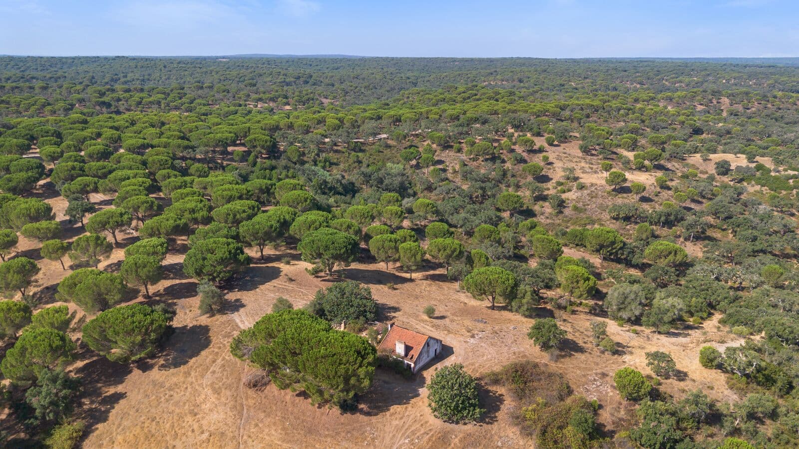 Herdade 176.6 ha, Montemor-o-Novo - Imagem 11