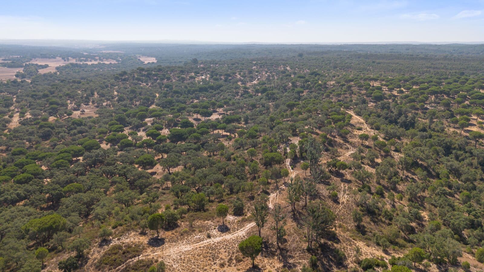 Herdade 176.6 ha, Montemor-o-Novo - Imagem 25