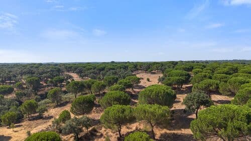PF41106 - Herdade 176.6 ha, Montemor-o-Novo - Imagem 17