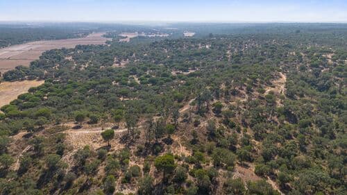 PF41106 - Herdade 176.6 ha, Montemor-o-Novo - Imagem 18