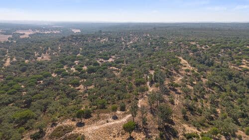 PF41106 - Herdade 176.6 ha, Montemor-o-Novo - Imagem 25