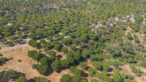 PF41106 - Herdade 176.6 ha, Montemor-o-Novo - Imagem 20