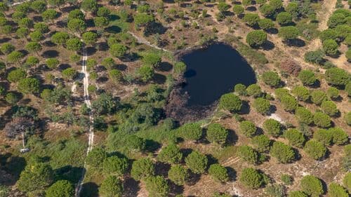 PF41106 - Herdade 176.6 ha, Montemor-o-Novo - Imagem 8