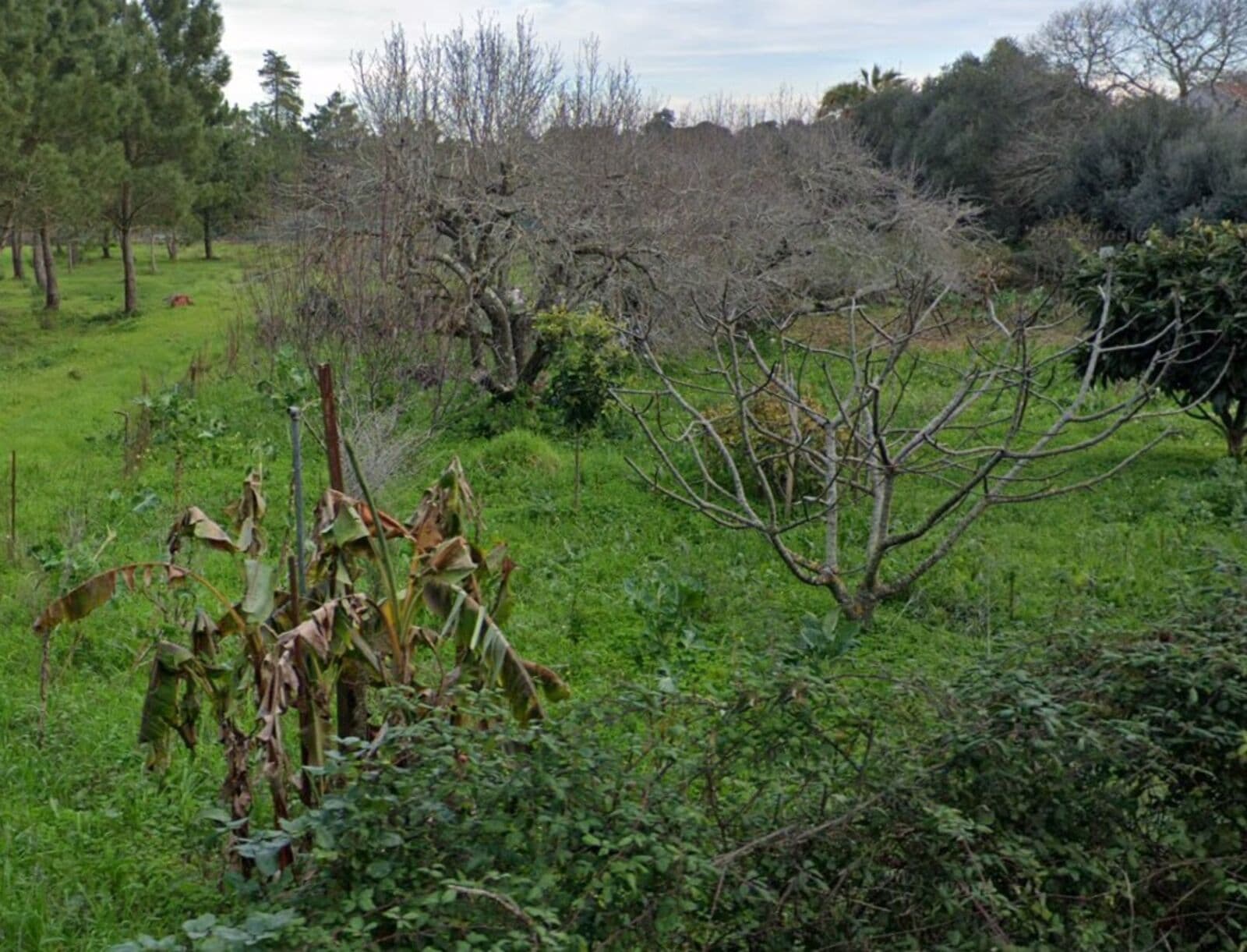 Terreno Urbano 1275 m2 - Imagem 6