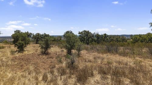 PF41136 - Terrain rustique 50.0 ha, São Domingos, Santiago do Cacem - Image 12
