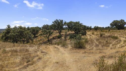 PF41136 - Terrain rustique 50.0 ha, São Domingos, Santiago do Cacem - Image 11