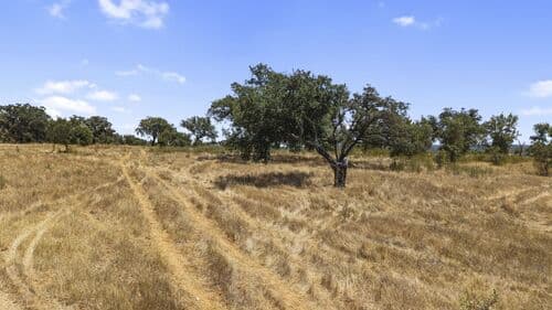 PF41136 - Terrain rustique 50.0 ha, São Domingos, Santiago do Cacem - Image 16