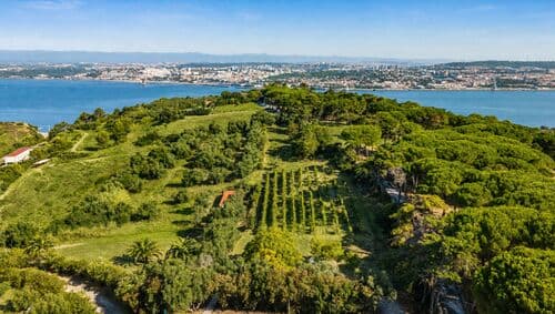PF41336 - Quinta 7.9 ha, Trafaria, Almada - Imagem 15