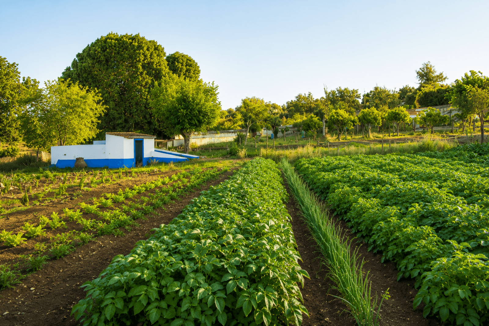 Quinta 13.9 ha, Alcáçovas, Viana do Alentejo - Imagem 65